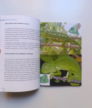 El camaleón común.