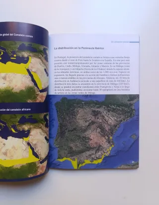 El camaleón común.