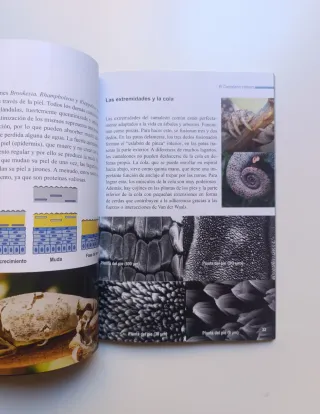 El camaleón común.