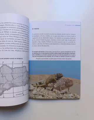 El camaleón común.