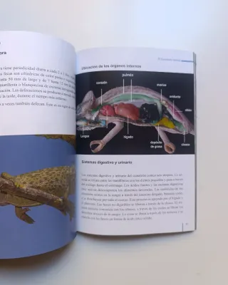 El camaleón común.