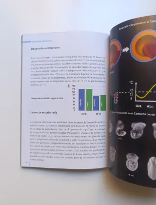 El camaleón común.