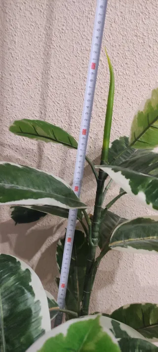 Planta con cesto mimbre