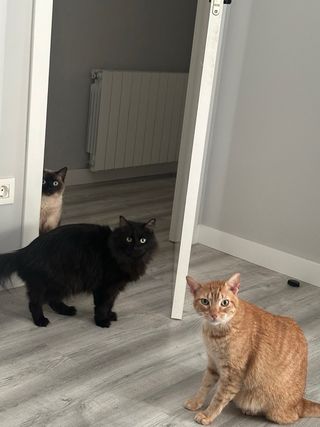 Cuidadora de animales.