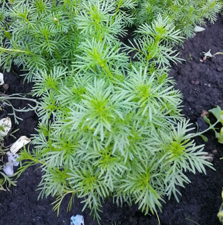 Tagetes Drop Shot Gourmet Edible Anise Marigold