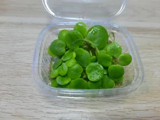 6 unidades Limnobium laevigatum (Plantas Acuáticas