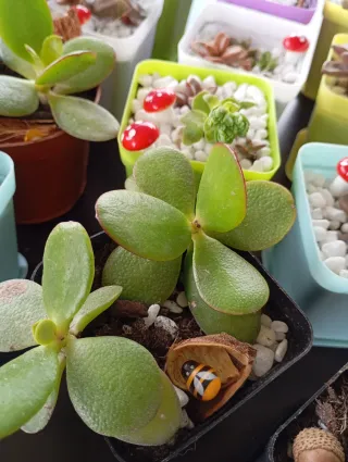 Plantas suculentas variadas