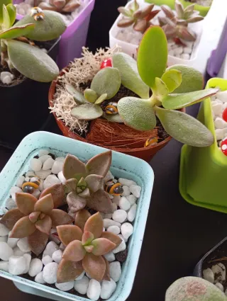 Plantas suculentas variadas