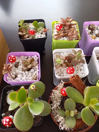 Plantas suculentas variadas