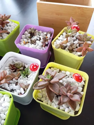 Plantas suculentas variadas