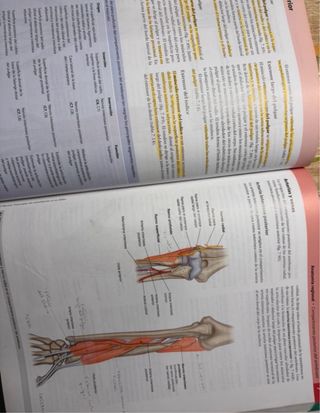 GRAY ANATOMIA PARA ESTUDIANTES
