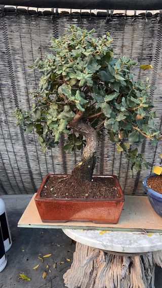 BONSAI ALCORNOQUE