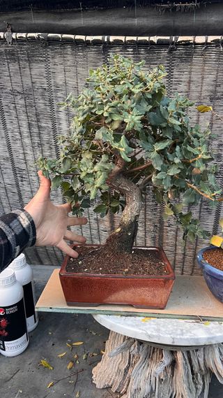 BONSAI ALCORNOQUE