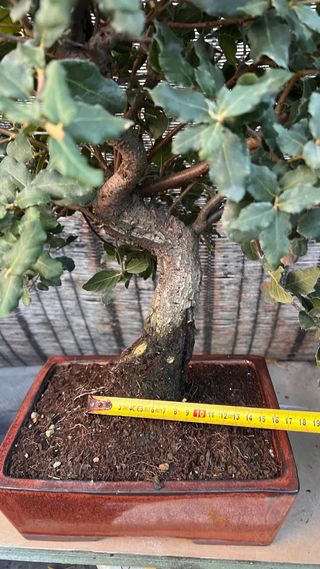 BONSAI ALCORNOQUE