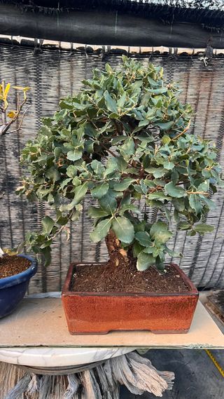BONSAI ALCORNOQUE