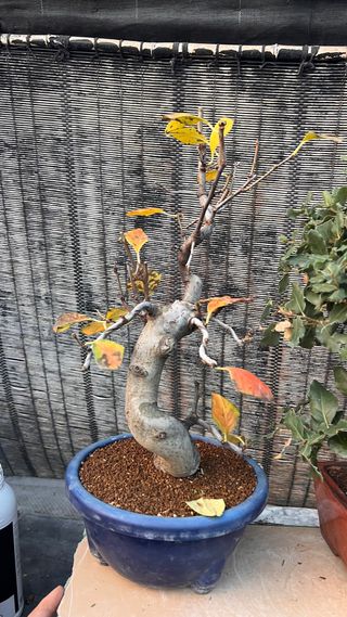 BONSAI PSEUDOCIDONIA SINENSIS