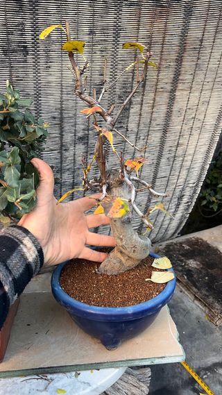 BONSAI PSEUDOCIDONIA SINENSIS