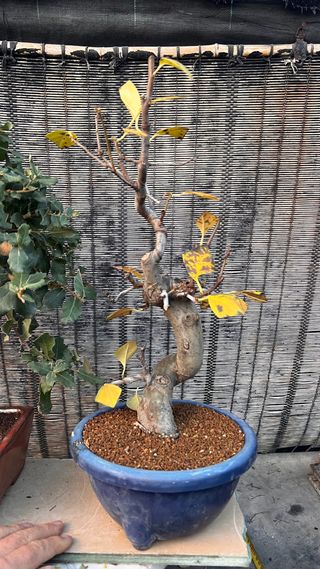 BONSAI PSEUDOCIDONIA SINENSIS