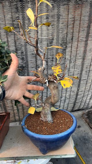 BONSAI PSEUDOCIDONIA SINENSIS