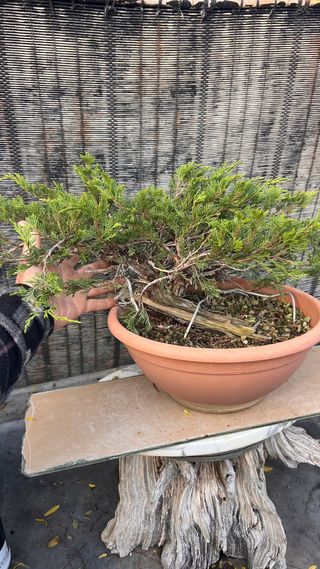 PRE BONSAI SABINA RASTRERA