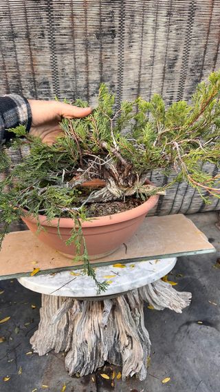 PRE BONSAI SABINA RASTRERA