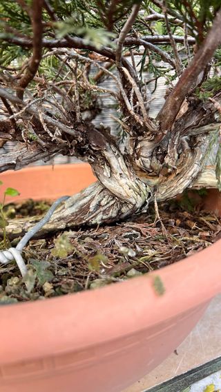 PRE BONSAI SABINA RASTRERA