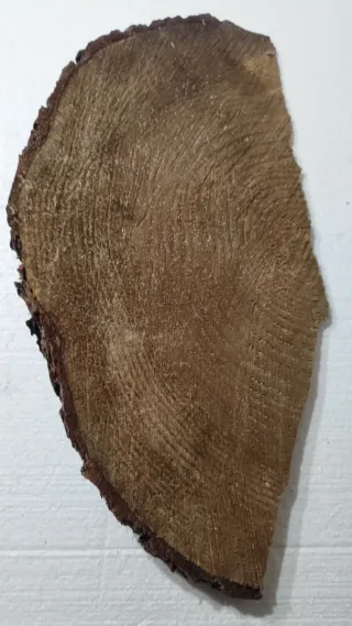 Tronco Pino Manualidades Decoración