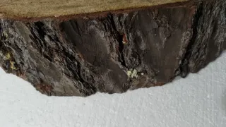 Tronco Pino Manualidades Decoración