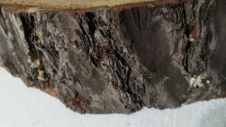 Tronco Pino Manualidades Decoración