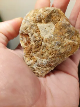 Fóssil de Coral Colonial