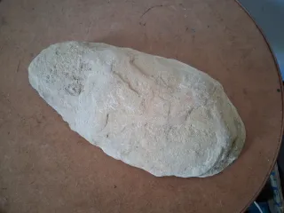 Fossile di pesce su pietra