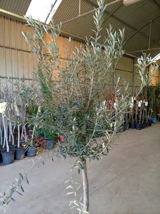 ENVIO GRATIS Olivo XL 2M 12/14 tronco