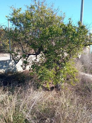 Terreno en venta en Centro en Mutxamel/Muchamiel