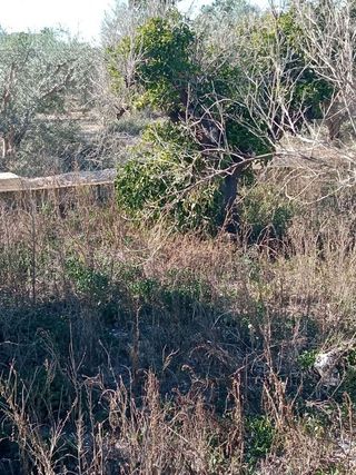 Terreno en venta en Centro en Mutxamel/Muchamiel