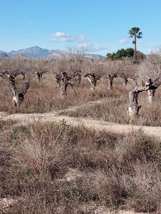 Terreno en venta en Centro en Mutxamel/Muchamiel
