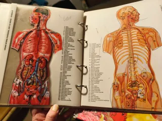 Esplorando il corpo umano