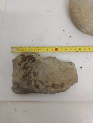 Fósiles Marinos Antiguos