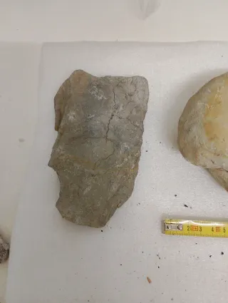 Fósiles Marinos Antiguos