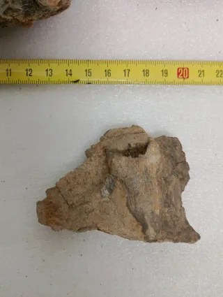 Fósiles Rocas Naturales.