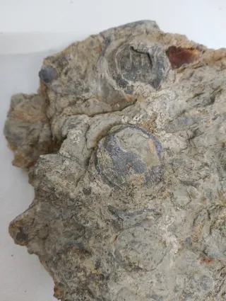 Fósiles Rocas Naturales.