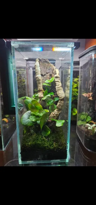 Cristales para mini terrario