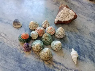 Grupo de caracolas Tectus 3,5 cm