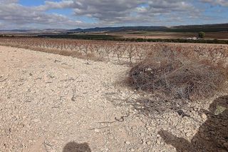 Terreno en venta en Yecla