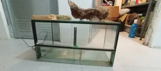 Terrario Negro y Transparente