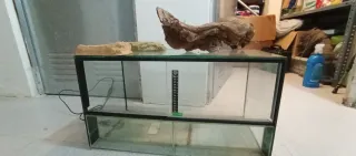 Terrario Negro y Transparente