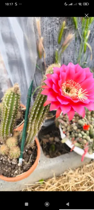 1 pollone Pianta di trichicereus Hybrid fuxia