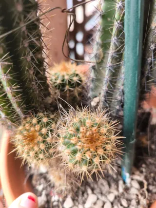 1 pollone Pianta di trichicereus Hybrid fuxia