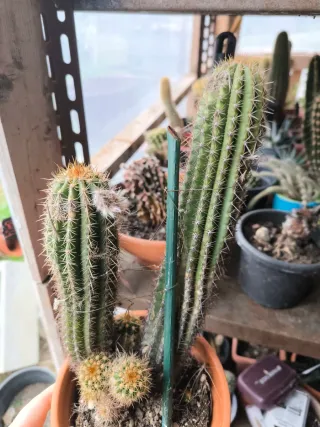 1 pollone Pianta di trichicereus Hybrid fuxia