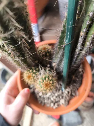 1 pollone Pianta di trichicereus Hybrid fuxia