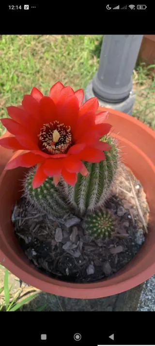 1 pollone trichicereus rosso